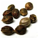 Семена марихуаны АК-47  (Seeds AK-47) в Янауле